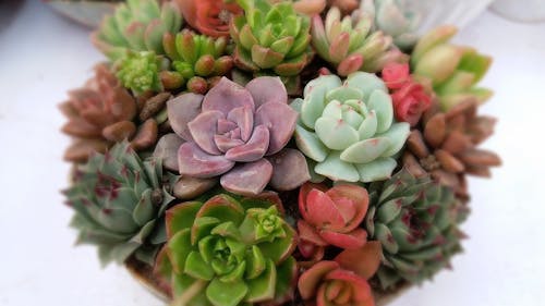 Succulents, an easy type of plant to take care of, have spiked in popularity during the pandemic as a small source of joy in particularly dark times.  – Photo by Pixabay.com