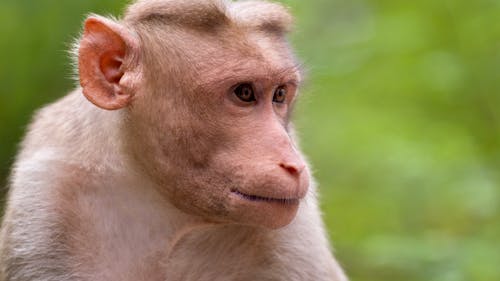 In November 2022, a male rhesus monkey escaped its enclosure at a Rutgers laboratory. – Photo by Richard Saunders / Unsplash