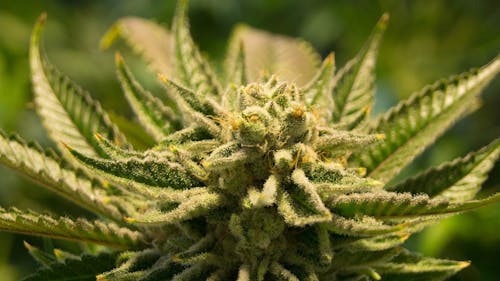 With marijuana on the ballot, non-users may find it an unimportant question — but they are gravely mistaken. – Photo by Pxhere