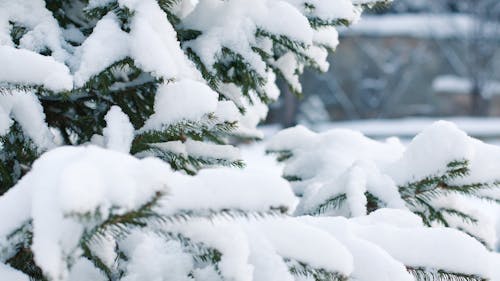 Winter break is around the corner and with it come hours of free time. – Photo by Pixabay.com