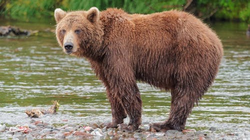 Rutgers researchers said that exotic sources, such as the bear saliva, are largely unexplored in advancing the study of antibiotics. The bear’s saliva was tested to see if it contained harmful bacteria. – Photo by Wikimedia