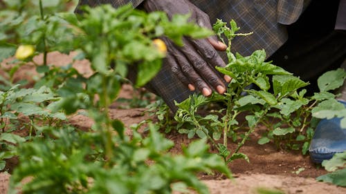 Unreliable Instagram charities like Plant A Tree Co. set a dangerous precedent for lack of action in social media activism. – Photo by Trees for the Future / Twitter