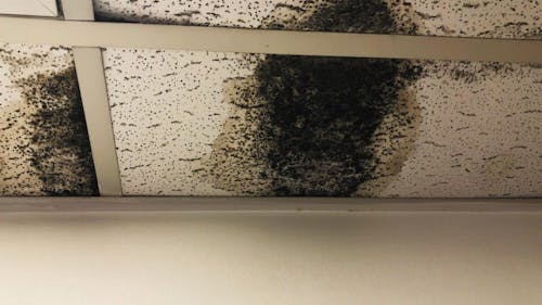 Ceiling tiles in multiple rooms at the Rutgers Psychology Department building on Busch Campus have been found to be infested with mold. Faculty working in the building said the problem has gotten worse since August. – Photo by Photo by Christian Zapata | The Daily Targum