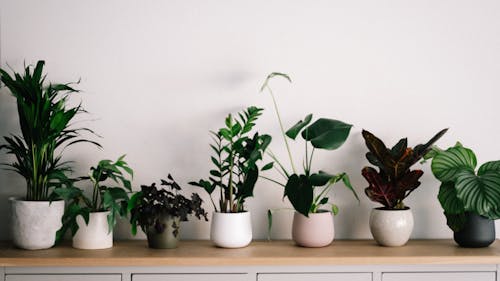 Plants are more than aesthetically pleasing — they also help alleviate stress. – Photo by Annie Spratt / Unsplash