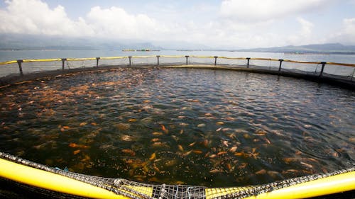 Rutgers professors and its facilities are helping improve and expand the aquaculture industry in New Jersey by improving how the state can farm different types of fish up and down the coast. – Photo by Wikimedia Commons