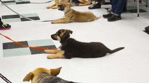 Rutgers University Seeing Eye Puppy Raising Club members run through commands to guide dogs in training before they are assigned to their owners. – Photo by Michelle Klejmont