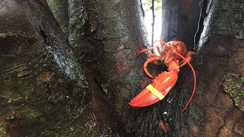 The crustaceans, one being a makeshift lobster made out of pinecones and tape, named “Boris” and the other named “Yellow Band Bobby,” for the yellow rubber bands wrapped around its claws, memorialize “Tree Lobster,” the tree’s previous inhabitant.  – Photo by Photo by Dustin Niles | The Daily Targum