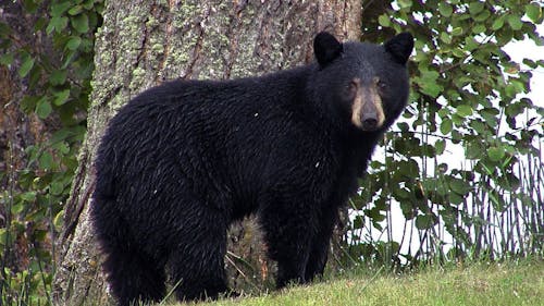 Rutgers Gardens will remain closed until further notice after a black bear was spotted on Tuesday. There are no photos of the bear at this time. – Photo by Pixabay