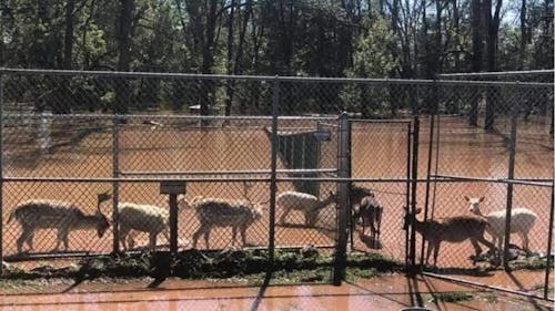 Calls for the Johnson Park Animal Haven zoo's closure increased in number after the zoo's animals were left in flooded enclosures during Tropical Storm Ida.  – Photo by Johnson Park Zoo Animals / Facebook