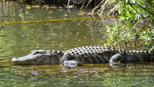 On August 23, a wild alligator was found in Middlesex Borough and captured two weeks later. Officials do not know how the reptile reached the state as alligators are not native to New Jersey. – Photo by Matthew Essman / Unsplash