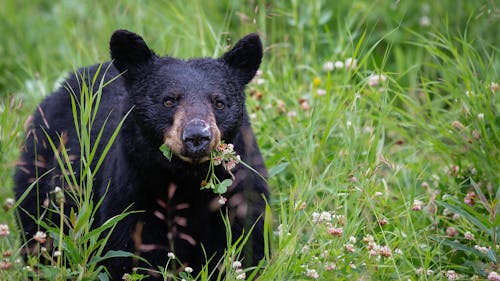 New Jersey is currently home to approximately 3,000 black bears, and that number is projected to grow by 1,000 over the next two years if the population is left unchecked. – Photo by Pete Nuij / Unsplash