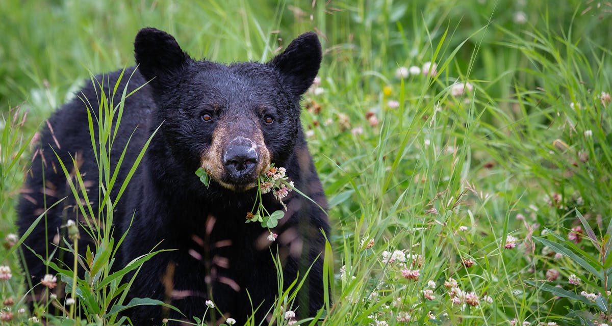 New Jersey Puts Off The Black Bear Hunt "Until Further Notice" While It Waits For A Court Ruling!
