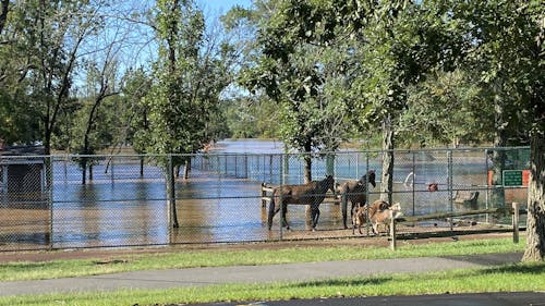 The Johnson Park Animal Haven will close after months of deliberation after the flooding caused by Hurricane Ida, with its animals relocated to other county parks, animal sanctuaries or a new animal husbandry program. – Photo by Stacey Daly / Twitter