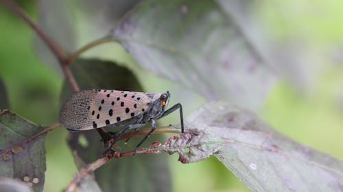 The uptick in spotted lanternfly populations presents a plethora of problems that need urgent addressing, especially on campus.  – Photo by Magi Kern / Unsplash