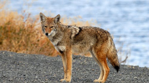 Because the coyote on the Livingston campus was unusually aggressive and did not fear humans, officials presume it was sick or rabid.  – Photo by Flickr