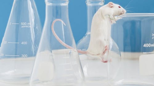After exposing laboratory mice to a certain drug, Dr. Gary Aston-Jones, the director of the Brain Health Institute at Rutgers, found that those who had more experience with the drug were more willing to experience minor shocks than those who had less experience. – Photo by null