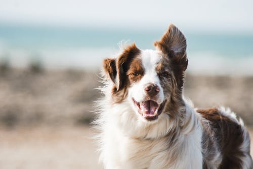 Owning and training a dog can aid in strengthening your personal discipline and reducing stress. – Photo by Pauline Loroy / Unsplash
