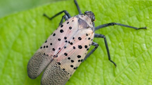 Squishing lanternflies is objectively disgusting, yet the collective hatred of this invasive species has brought Rutgers students closer together as a student body.  – Photo by Rhododendrites / Wikimedia.org