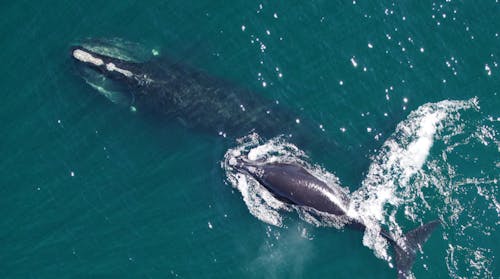 The federal government has invested $82 million into protecting endangered North Atlantic right whales.  – Photo by NOAA
