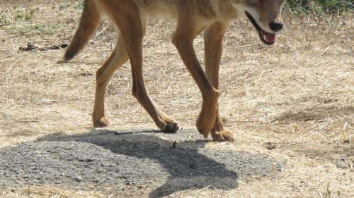 The behavior exhibited by the coyote indicated it was either sick or had lost its fear of humans, the University said.